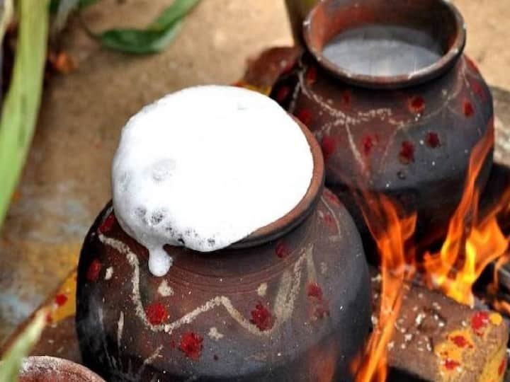 Pongal 2024 Tn People Are Celebrating Pongal Festival With Great Joy Today