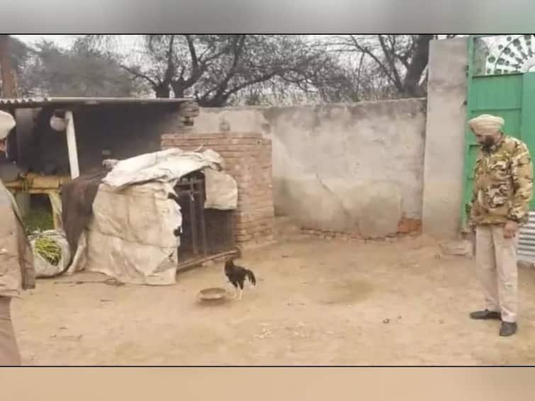 Punjab: ஒற்றை கோழிக்கு போலீஸ் பாதுகாப்பு.. பஞ்சாபில் வைரலாகும் புகைப்படம்- என்ன காரணம் தெரியுமா?