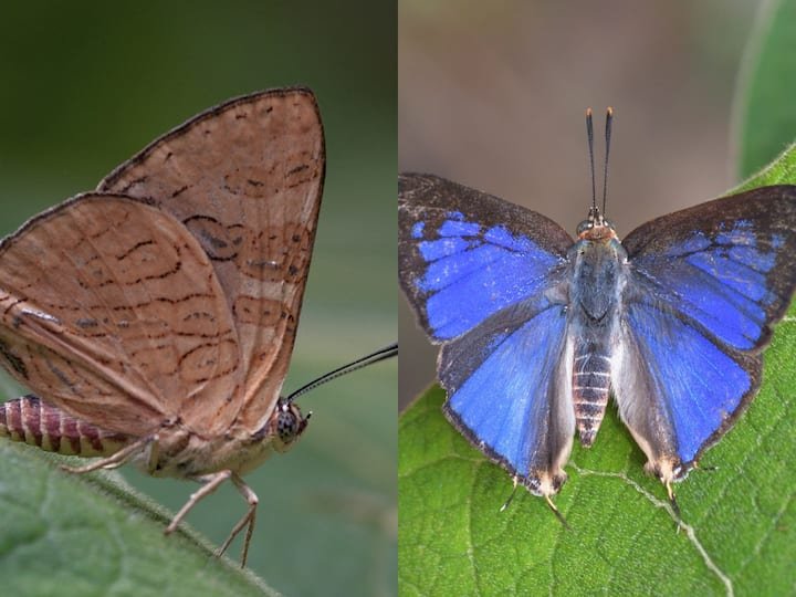 Western Ghats Get A New Species Of Butterfly After 33 Years The Cloud Forest Silverline