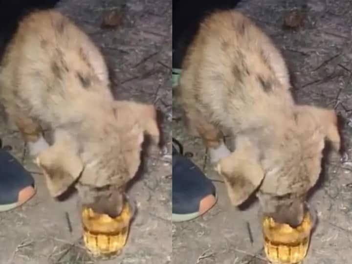 Shocking Video: குடி போதையில் நாய்க்குட்டிக்கு மது ஊற்றிய கொடூரம்.. வீடியோ பதிவு வைரலானதால் பதிவான வழக்கு..