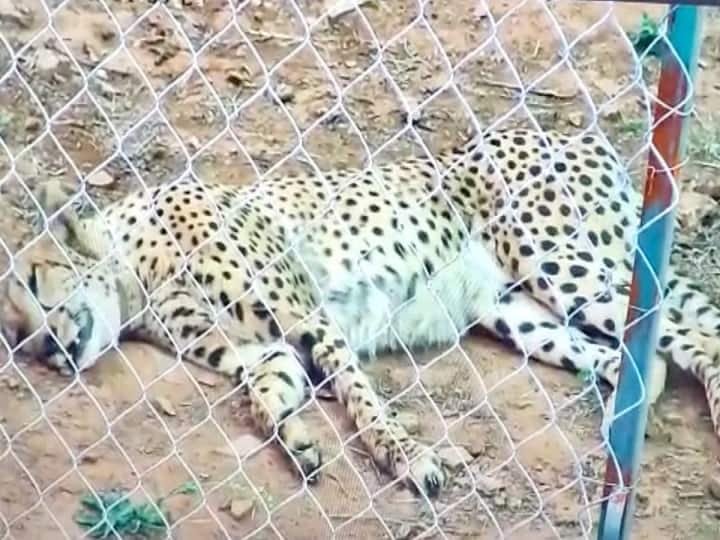 Cheetah Dies : தொடரும் மர்மம்.. வெளிநாட்டில் இருந்து கொண்டுவரப்பட்ட 10-வது சிவிங்கிப்புலி உயிரிழப்பு