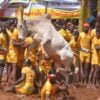 Jallikattu 2024 – Where And When To Be Held In Tamil Nadu? – Check The Full Details..!