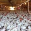 Bird Flu: ஆந்திராவில் பரவும் பறவை காய்ச்சல்! தமிழ்நாட்டில் 5 மாவட்டங்களுக்கு அலர்ட் – கண்காணிப்பு தீவிரம்!