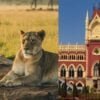Why name lions Akbar Sita High Court asks Bengal to rename big lions | “எதுக்கு இந்த பெயரை வச்சீங்க?” சிங்கத்திற்கு சீதா, அக்பர் என பெயர் வைத்த விவகாரம்