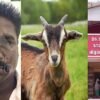In Villupuram, the accused who stole a goat at night was caught red-handed by the police | Crime: விழுப்புரத்தில் இரவு நேரத்தில் ஆடு திருடிய ஆசாமி