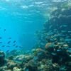 India’s biggest translocation project 16,000 corals get lifeline in Gujarat
