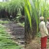 central govts Cabinet approves hike in sugarcane procurement price to Rs 340 per quintal for 2024-25 season | sugarcane procurement price: கரும்பு விவசாயிகளுக்கு சர்ப்ரைஸ்..! கொள்முதல் விலை ரூ.34 ஆக அதிகரிப்பு