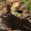 India leopard population rises to 13874 Madhya Pradesh Maharashtra Tamil Nadu tops the list