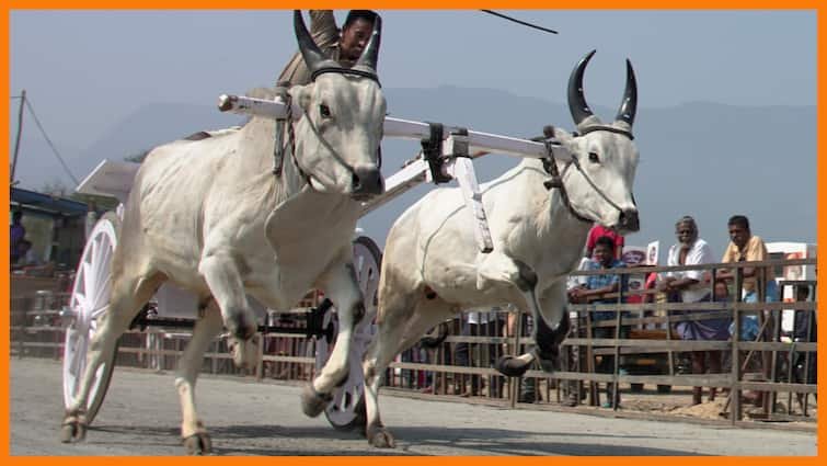 Isha yoga Centre rekla race contest 202