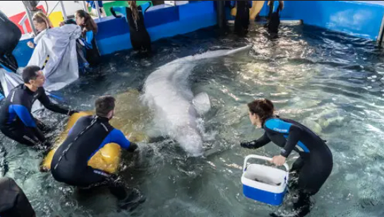 உக்ரைனில் பெலுகா திமிங்கலங்களை பாதுகாக்க செய்த செயல்… நெகிழ்ச்சி வீடியோ…