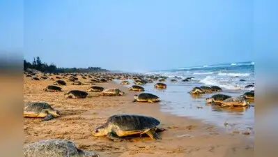 கடல் ஆமைப் பாதுகாப்பிற்காக வனத் துறை SOP ஐ வெளியிடுகிறது